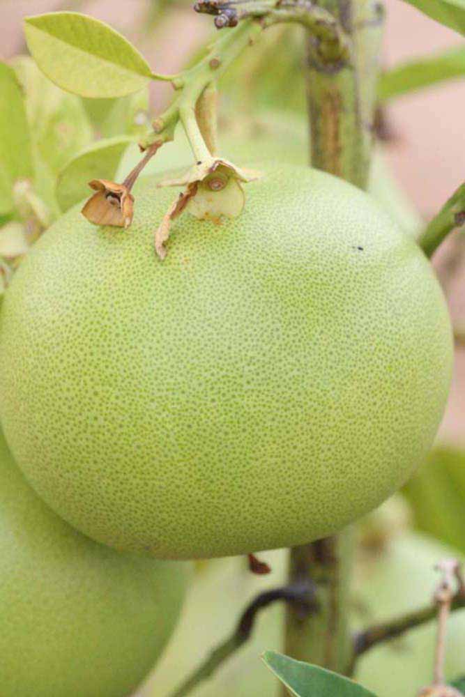            Fruit (Riverside, CA)   